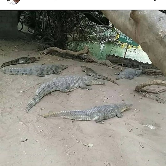 Crocodile