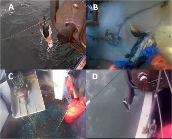 fiskeforbrains's tweet image. Glemarec et al. (2020): Assessing seabird bycatch in gillnet fisheries using electronic monitoring. 

#em4fish #seabirds #Denmark

sciencedirect.com/science/articl…