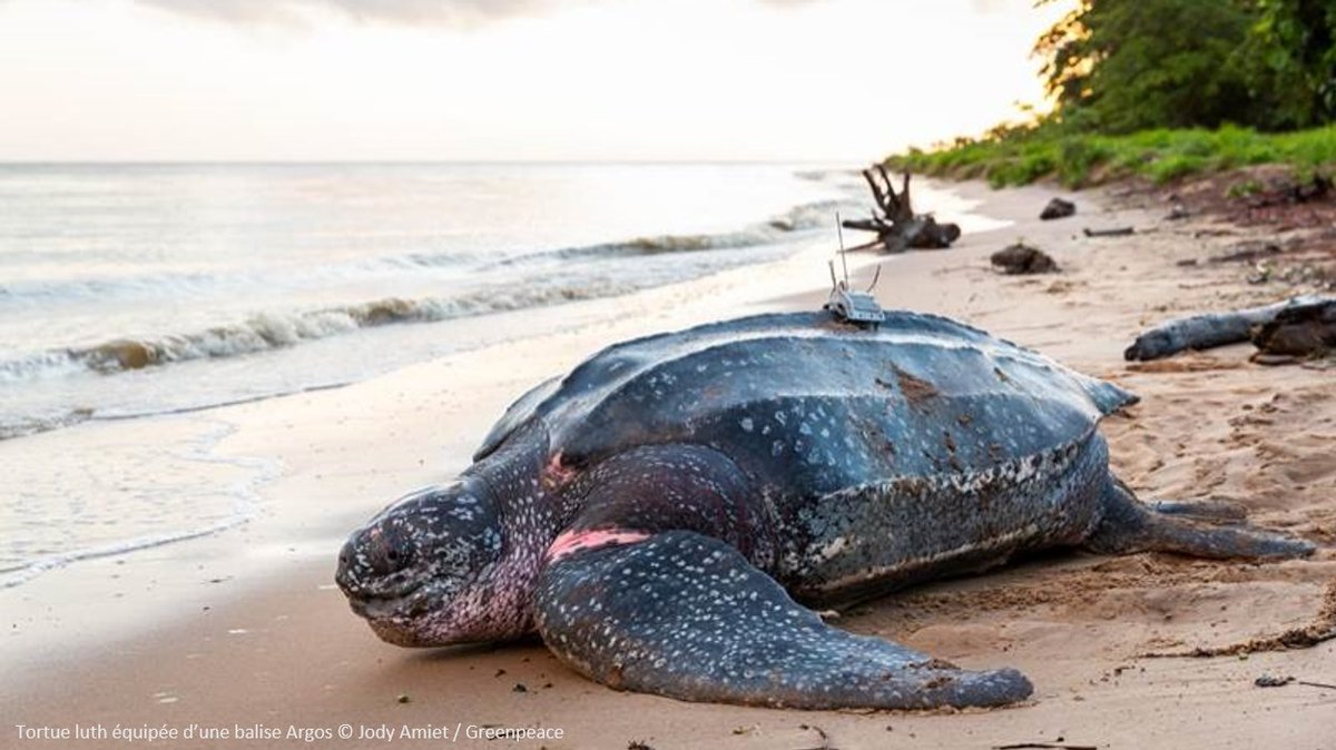 #60ansCampusCro #JeudiPhoto Réponse du #MardiMystère : la #balise Argos placée sur le dos de la #tortue luth 🐢 permet de connaître ses déplacements 
➡️ infos pour évaluer la capacité d'adaptation de cette espèce à son #environnement <a href="/IPHC_Strasbourg/">IPHC Strasbourg</a> <a href="/CNRS/">CNRS 🌍</a> @Unistra