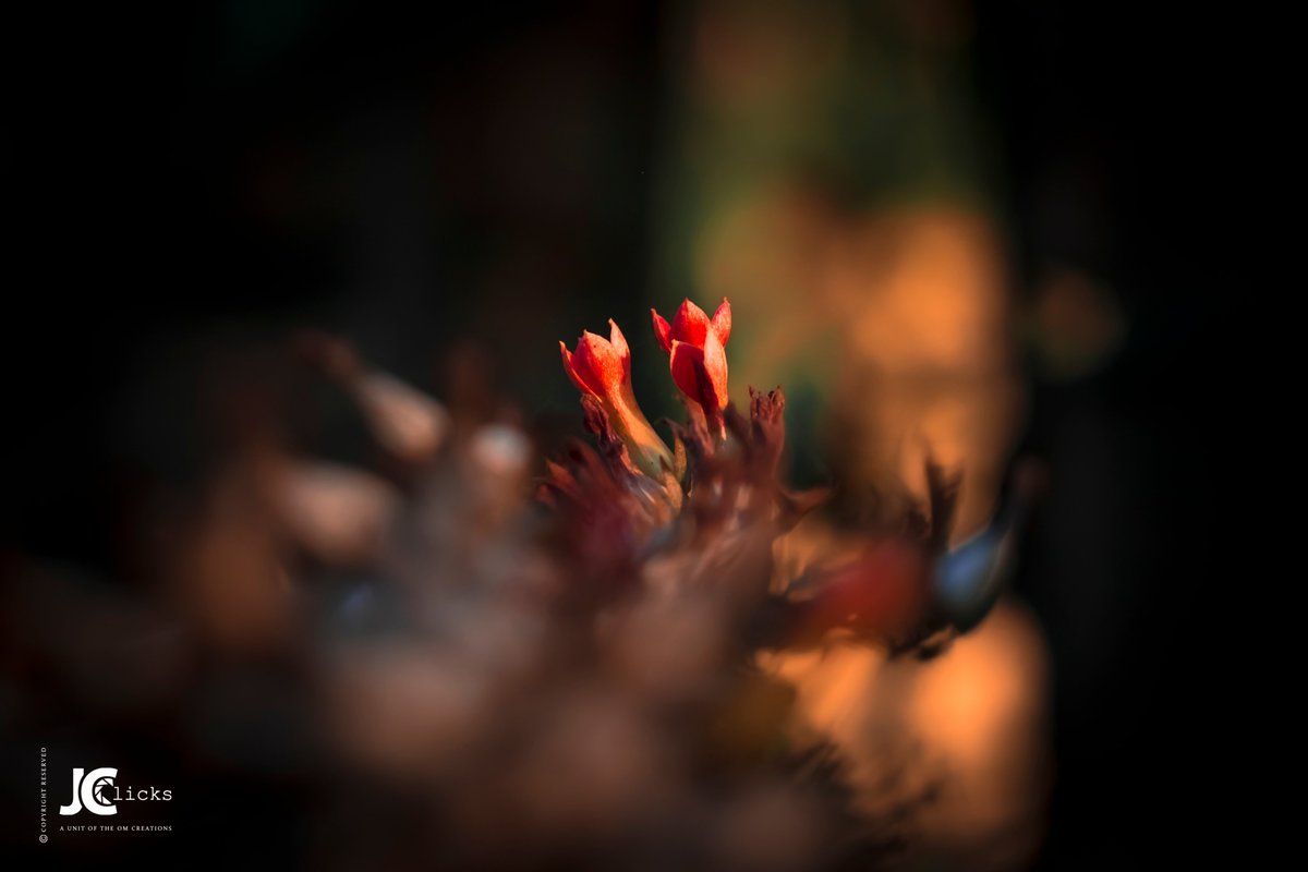 iamjayjc's tweet photo. Photography 📷 is a Love Affair with LIFE....❤️💝💞

JC Clicks 📷 #JayJC

#QuaratineLife #naturephotography #Canon #naturelovers  #nature #QuarantineDiaries #camera #CameraPassion #Shutter #PhotographyPassion https://t.co/L4Ezi2yfbl