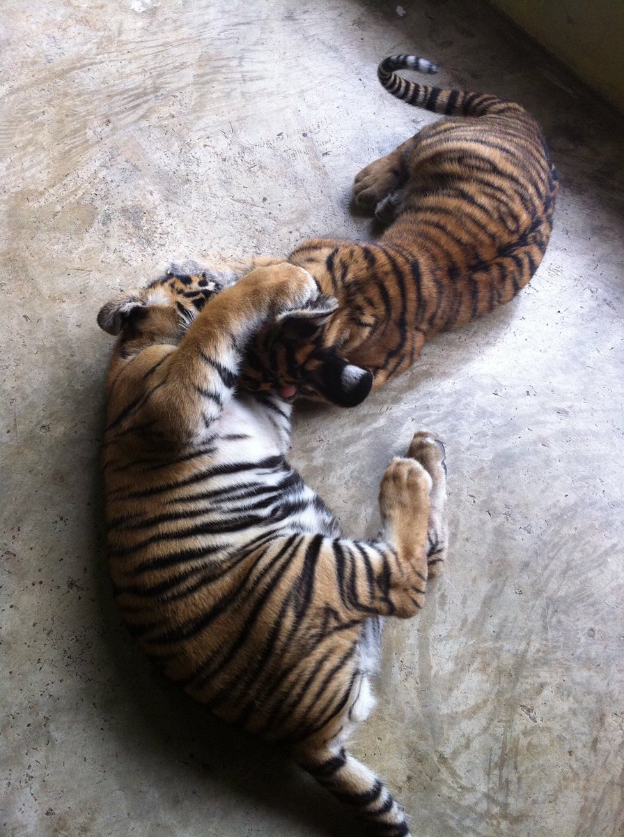 ジャポニスタン V Twitter これ 代の頃に行ったタイのチェンマイでの写真です 子供の虎は懐っこいし可愛いし萌え死ねました