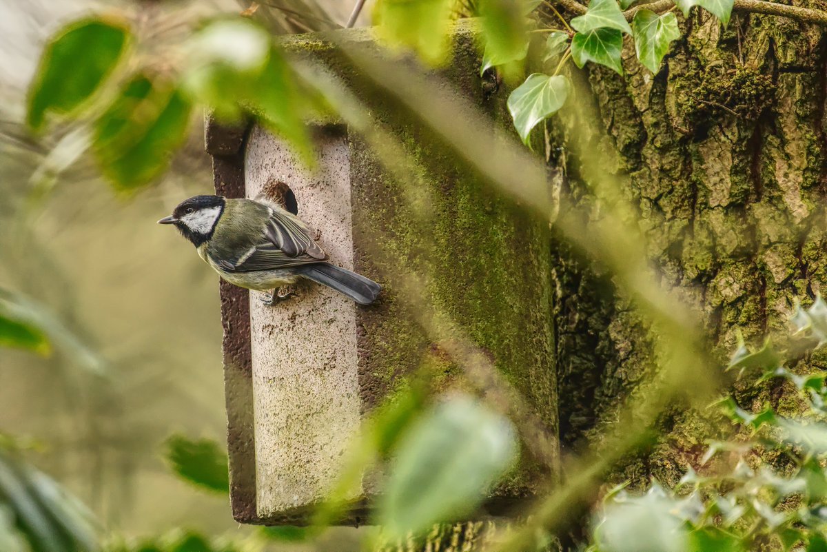 abuzzandaflutter.co.uk tweet media