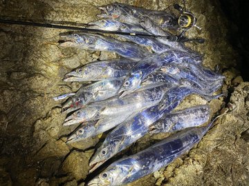 メタルマルが釣れる 人気カラーや相性の良いおすすめロッドも キャンパーズ