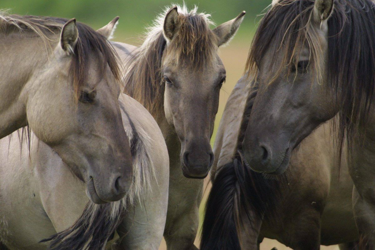 ¿Cómo se comportan los caballos?
La unidad entre ellos en fundamental, como miembros de una manada interactúan con otros caballos, por lo que no deben de estar aislados.
¡Feliz lunes desde la <a href="/Amigoscaballo/">Amigos del Caballo</a>! 😃😃