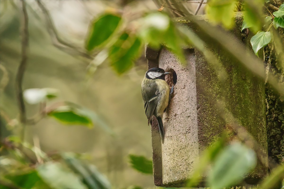 abuzzandaflutter.co.uk tweet media