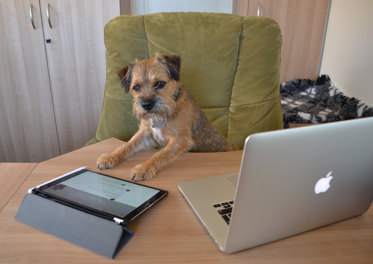 LimeOscar's tweet image. #TechBT security pupdate‼️
#BTPosse anyfur wiv zoom, please make sure you do updates for security improvements (one issued last wk)
If does not ask you on launch then can be found in zoom menu on computer. Make sure you update mobile apps too👍
#StaySafe pals 🤗🐾 @claptonterrier