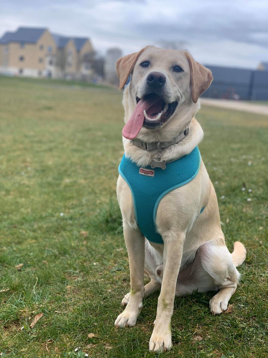The_G0ose's tweet photo. This is Pies my Labrador puppy enjoying today's weather https://t.co/lWg9UGfyUT