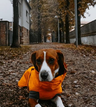 los_lugo's tweet photo. 🐶¡Estos pequeños también nos están ayudando mucho en estos tiempos de cuarentena!🐶 😊Se merecen todo nuestro cariño😊
#UnDiaMasEsUnDiaMenos #YoMeQuedoEnCasa #QuedateEnCasa #Lugo #mascotas #perros https://t.co/krXt4iQr0i