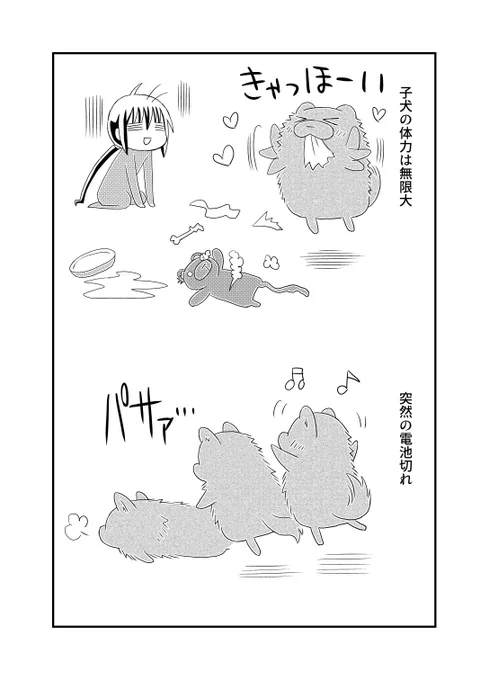 犬の頭脳は3歳並み…とか言われてますが、これ子育て漫画で見た!みたいなことが実際よくありますwちなみにこれは8ヶ月位だった時のポメ。 #宗次郎Jr #3歳児犬 