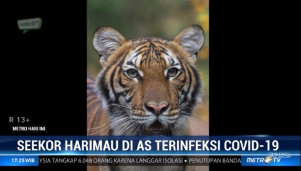 #MetroHariIni Seekor Harimau Melayu berusia 4 tahun di Kebun Binatang Bronx, New York dinyatakan positif COVID-19 pada minggu waktu setempat. 
metrotvnews.com/live