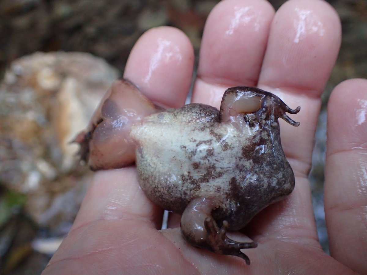 ゆう A Twitteren カエルの鳴き声が岩の隙間から聞こえてきたので これがタゴガエルってやつかな と思って姿を探してみたけど見当たりませんでした と思ったら やたら泳ぎの下手な何かが水面を泳いでいる 捕まえてみたらなんだかパンパンに膨れ上がった カエルが