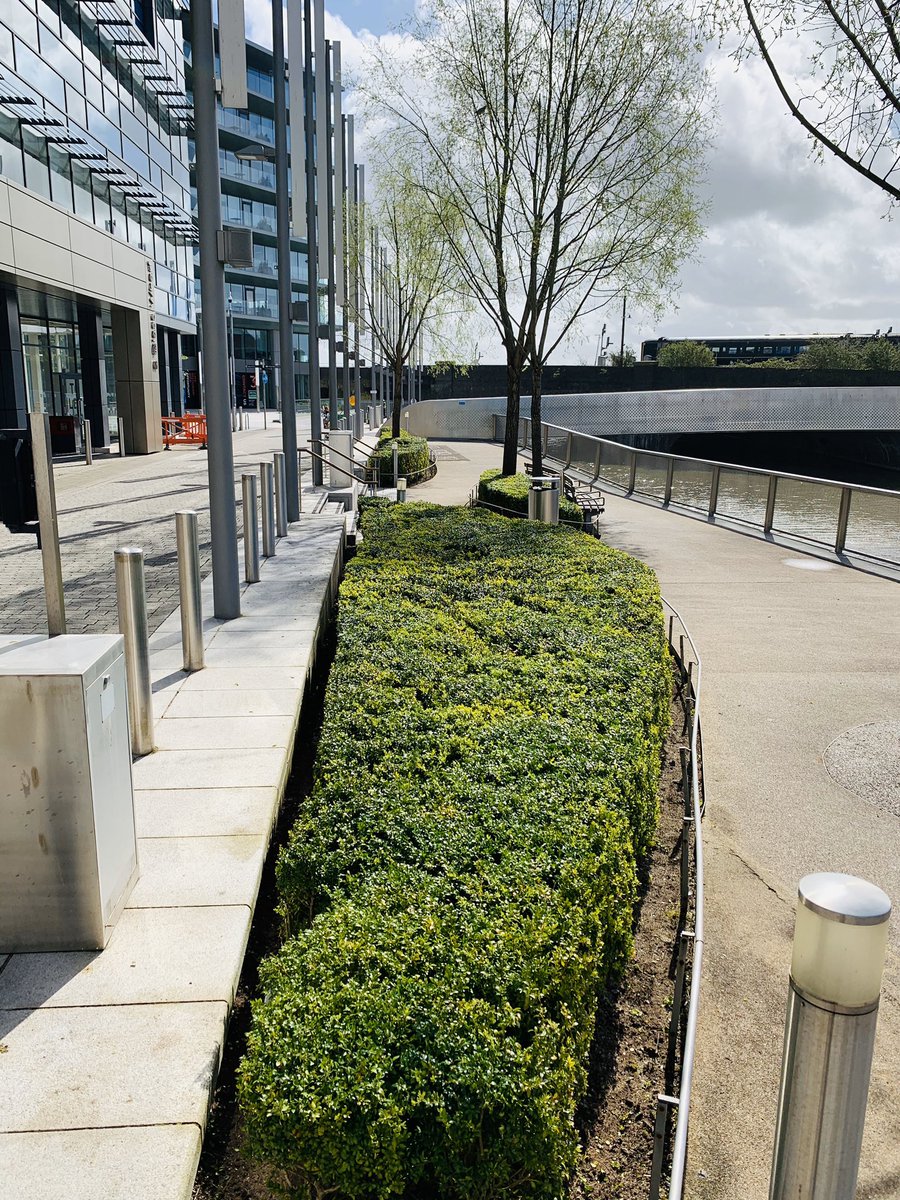kyleleslie96's tweet photo. We may not be able to have a haircut. But at least these buxus get a trim. Happy Monday! https://t.co/XgcQrpYHct