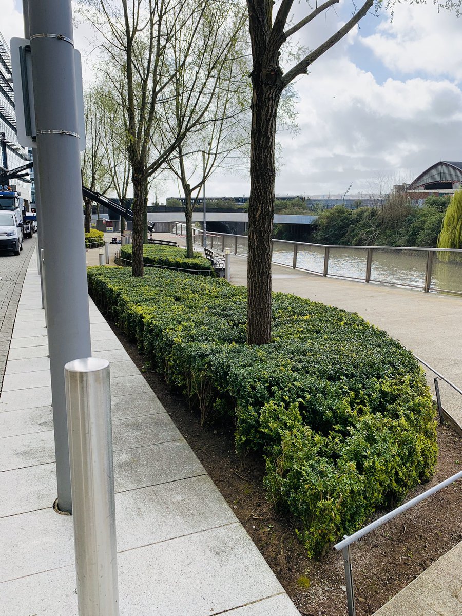 kyleleslie96's tweet photo. We may not be able to have a haircut. But at least these buxus get a trim. Happy Monday! https://t.co/XgcQrpYHct