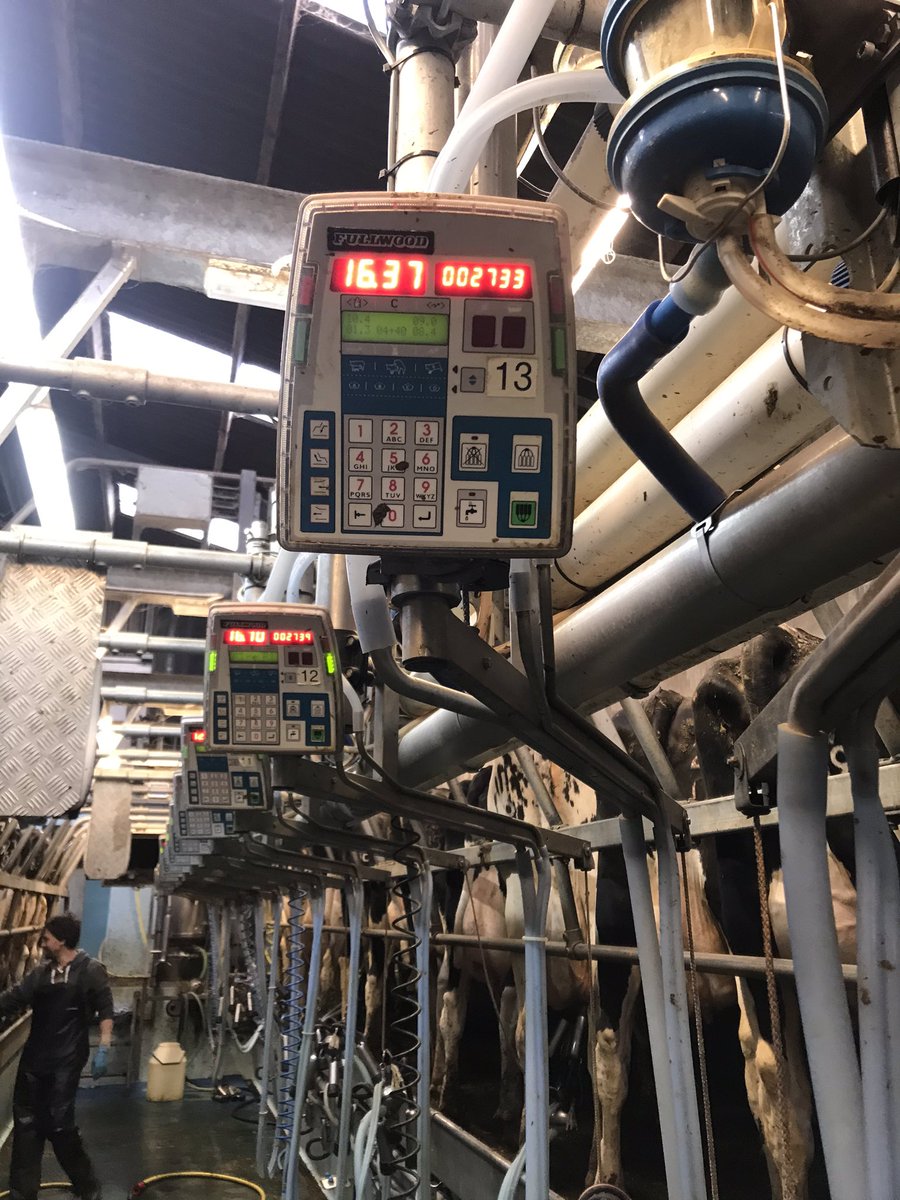 _lucywilliams_'s tweet photo. 2 of our first lactation girls, both calved mid September and still milking well #3x #milkforcheese #wearefirstmilk #dairy365 turnout day is tomorrow ๐๐ป ๐ count down to 2x ๐พ https://t.co/19CyW4JTAI