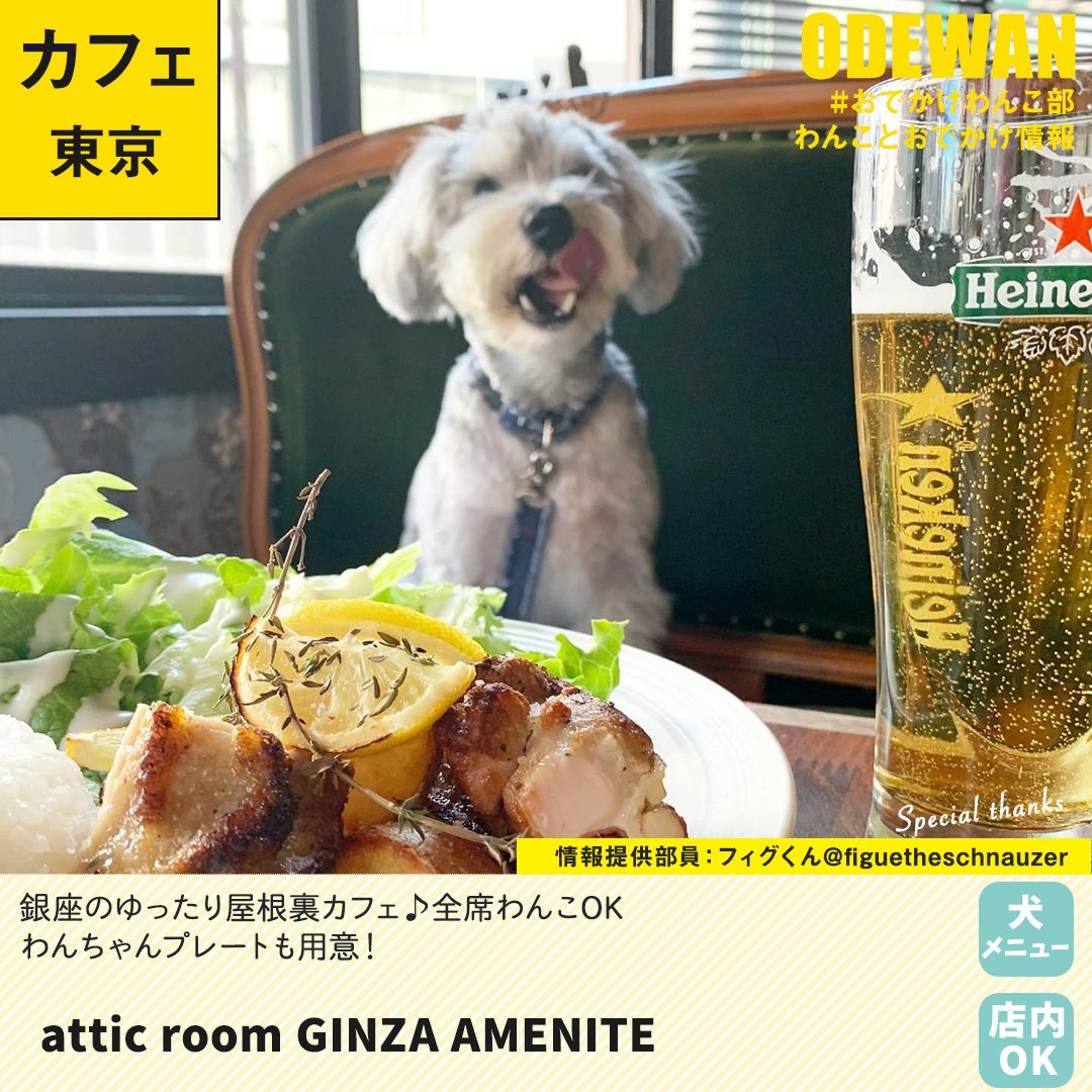 おでかけわんこ部 愛犬とのおでかけ情報 Attic Room Ginza Amenite に行ってきたよ フィグくんから写真レポが届きました 東京わんこokカフェの詳細 T Co Vddy9u3ojn おでかけわんこ部 わんことお出かけ わんこok わんこokカフェ 犬部