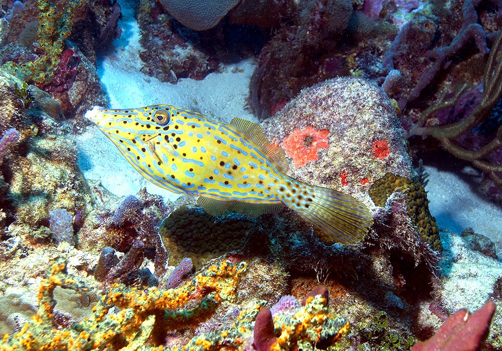 Saying hello to our underwater friends <a href="/petitstvincent/">Petit St. Vincent</a>
.
.
.
#petitstvincent #luxuryholiday #privateisland #Caribbean #simplicity #digitaldetox #naturalbeauty #ocean #diving #thebigblue