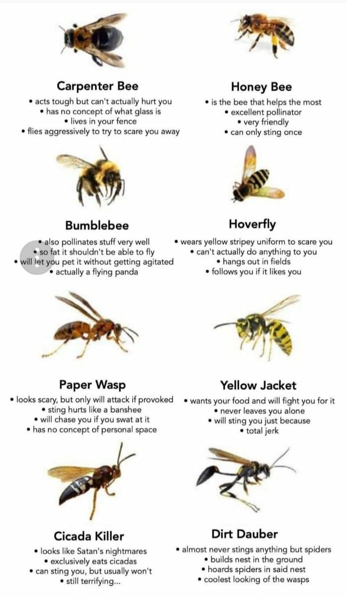 More applied entomology ....