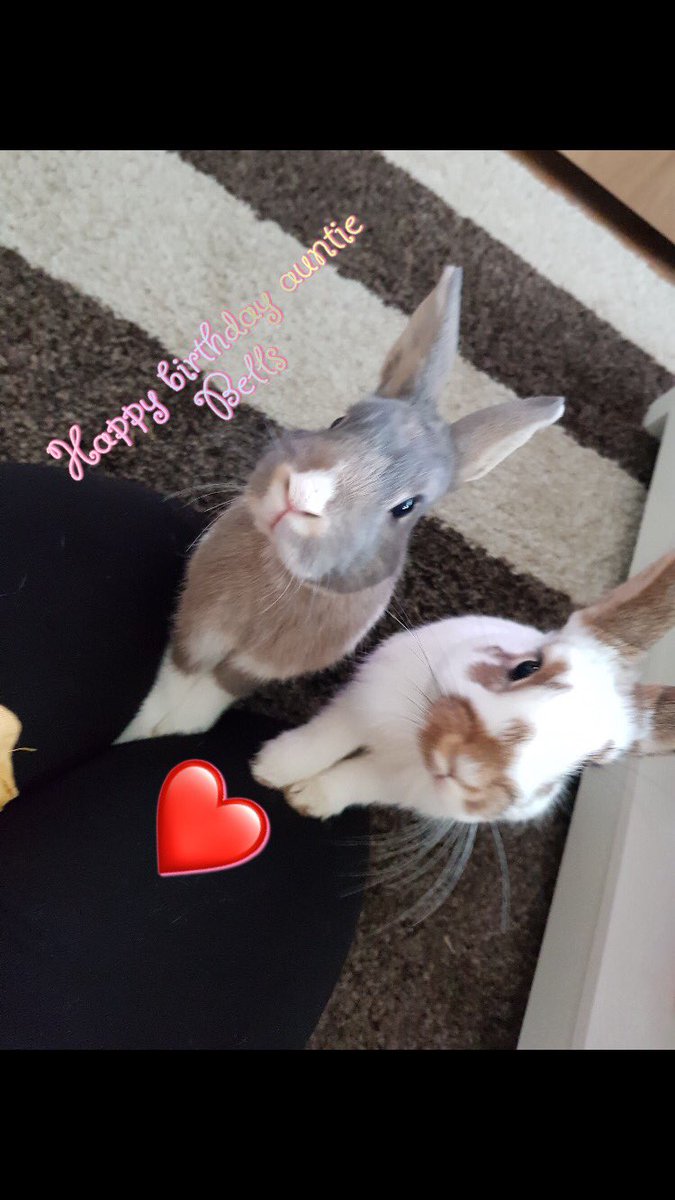 BunnieLiam's tweet photo. Happy birthday Aunty Bella! @biscuit_bella 🐶🐰 https://t.co/IjSKrYGVGY