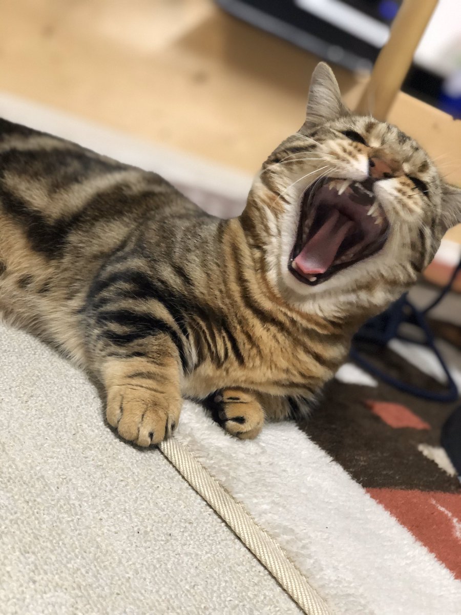 myMeroypQtYuTyR's tweet photo. 自宅警備も楽じゃにゃい🐈ƪ(˘⌣˘)ʃ

#猫
#猫好き
#猫好きさんと繋がりたい
#猫のいる暮らし　
#マンチカン
#ベンガル
#ジェネッタ
#猫動画
#cat
#munchkin
#bengal
#jenetta https://t.co/rKgHfUGd2e