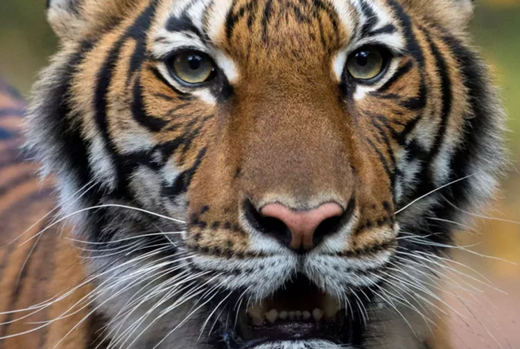  #Coronavirus: à  #NewYork, l’employé d’un zoo contamine un tigre. L’animal, appelé Nadia, avait été testée après que plusieurs autres félins ont commencé à présenter des symptômes respiratoires   https://www.parismatch.com/Actu/International/Coronavirus-a-New-York-l-employe-d-un-zoo-contamine-un-tigre-1681092