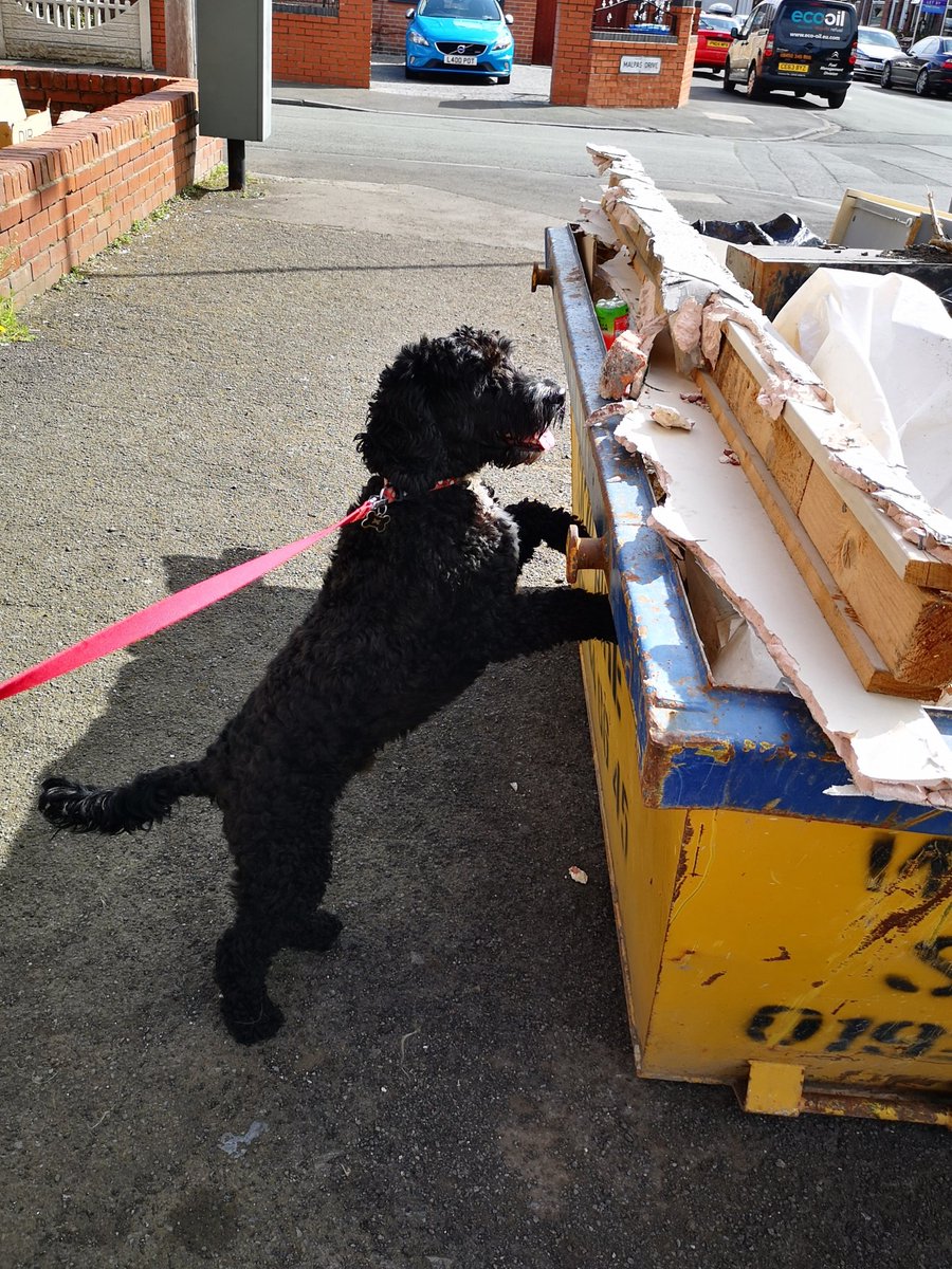 Looking for skip treasure on his walk today