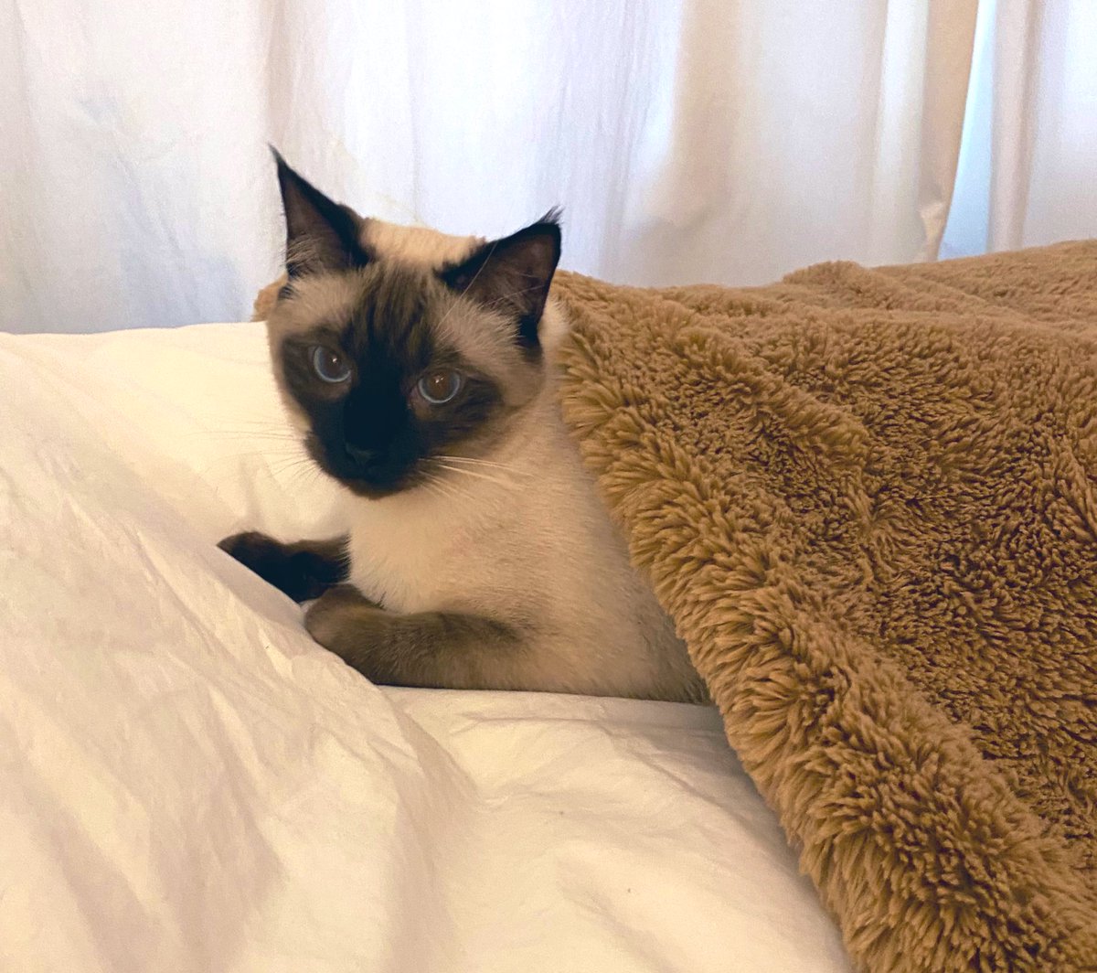 Chuzac's tweet photo. Él y yo solitos en esta gran ciudad le hemos hecho frente a la soledad. Las mascotas son familia y en mi caso además ha sido mi única compañía durante estas semanas de confinamiento ❤️#amordegato #COVID19 https://t.co/1pFwDBDkAQ