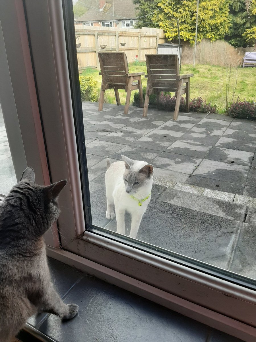 Poppy_beantoes's tweet photo. Had a friend round this morning whilst mum was working...shh dont tell 🤫😹🙈 #CatsOfTwitter #SocialDistancing #workingfromhome #CatsOfTheQuarantine https://t.co/gfJMmj5bzN