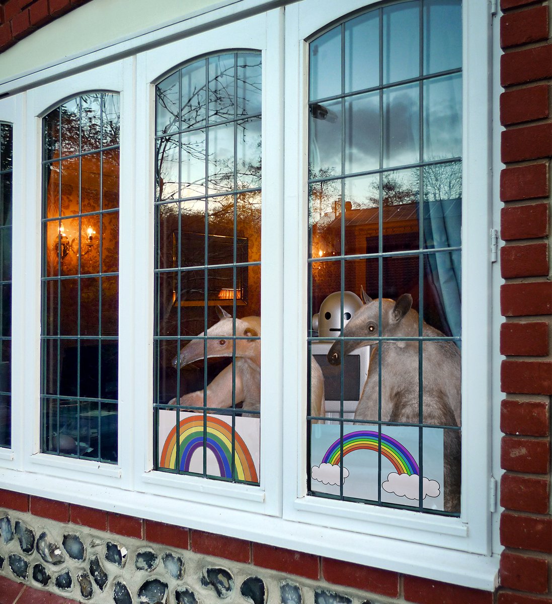 WVermilingua's tweet photo. Biro and me have put our Rainbow Trail pictures up in the front window!
https://t.co/pSO9lYJMrB
#animalsoffacebook #anteatersofinstagram #internetanimals #cuteanimals #onlineanteaters #anteater #animalsofinstagram #IGanimals #rainbowtrail #chasetherainbow #rainbow #trail https://t.co/lwSkqPvApj