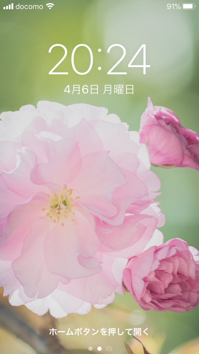 中田 絢子 Nakata Junko ふんわり八重桜かわいい Iphone11サイズの画像なので 8とかの人は上下を適宜トリミングして画面設定してね 桜 Cherryblossom 近所の桜 壁紙配布