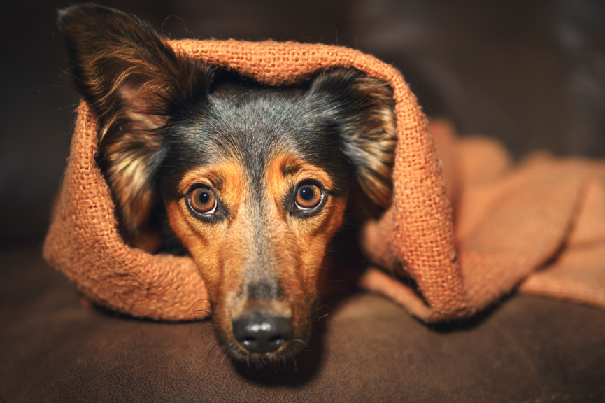 StKittsVets's tweet photo. Is your pet finding the change in routine stressful? 
Not to worry we are here to help!

https://t.co/7kGTALT4xO

Why not give us a call and find out how we can help today? Hartley Wintney: 01252 844044, Basingstoke: 01256 844944 https://t.co/HH2VLHfPts