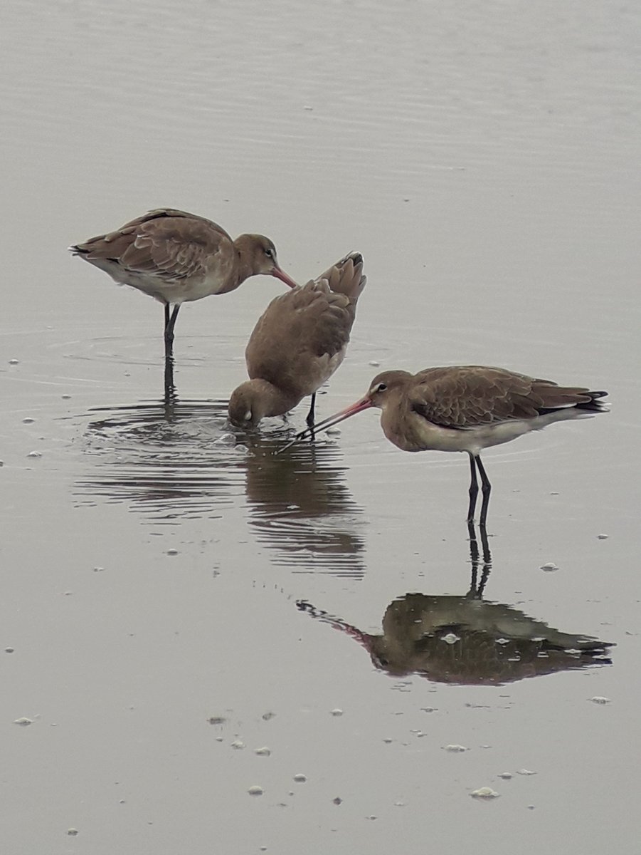 4/15 Black-tailed godwits who spend their winters on UK coastlines might be heading up to Iceland around about now; some have even been known to do the whole 1000+miles without stopping!  #MondayMotivation  #migrationmonth