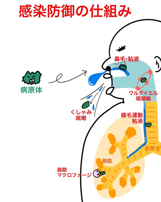 ゴロ−解剖生理イラストさん の最近のツイート 1 whotwi グラフィカルTwitter分析