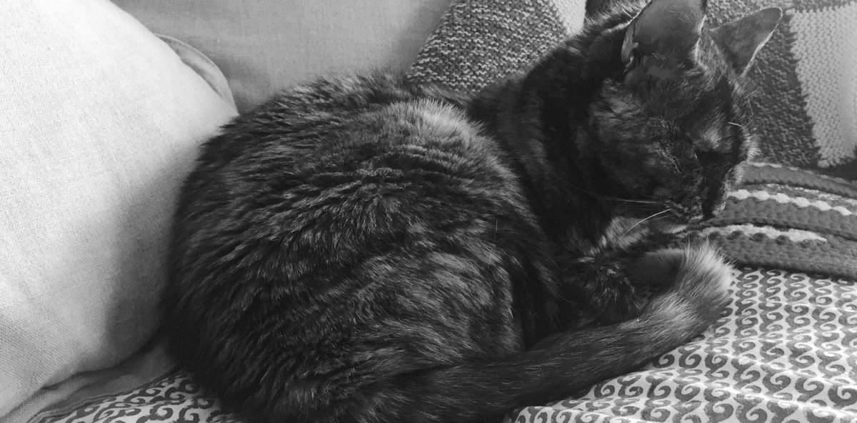 sistrall's tweet photo. @zeldman Stay strong Mr Zed! I hope you’ll be as good as new very soon. And, yes, cats always always help. https://t.co/RnJ44wclqA