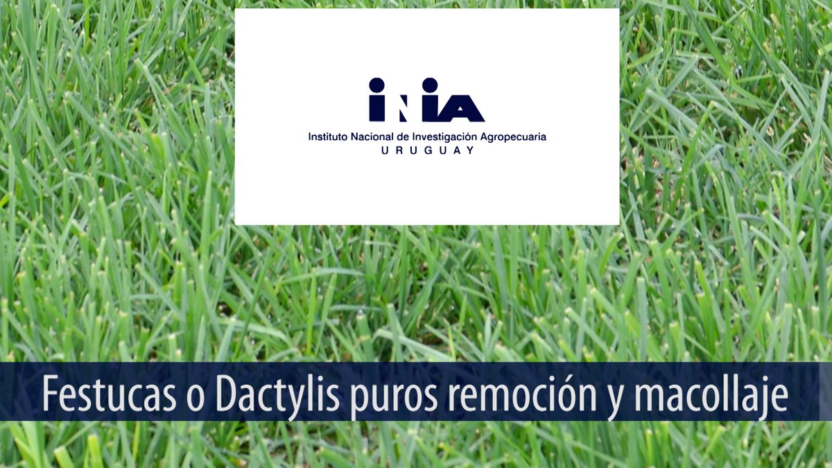 INIA_UY's tweet photo. #pasturas La remoción de restos secos, con animales o rotativa, es un paso crítico para lograr pasturas de buena productividad y calidad en OTOÑO. Es necesario que los nuevos macollos en festucas y dactylis reciban luz. @INIA_UY La Estanzuela. 🚩

https://t.co/6GPr1G8GNm https://t.co/U397mnzTiR