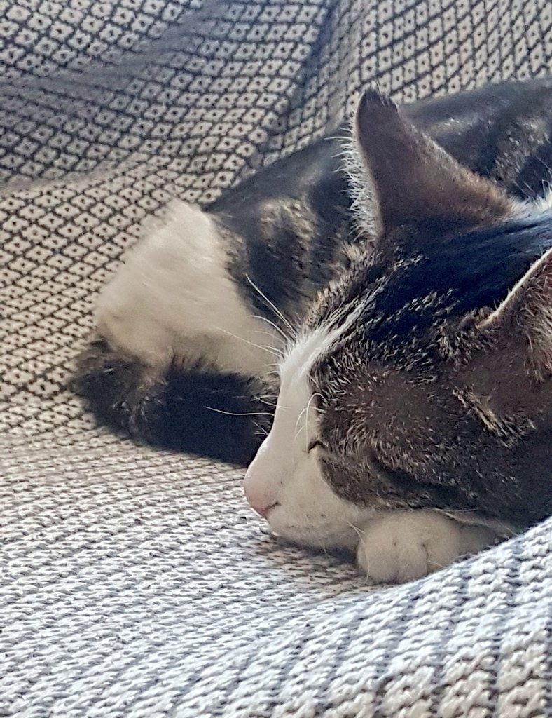 Fancy_Bugs's tweet photo. Cat's sleeping on my chair. No gamedev today I guess... #Productivity https://t.co/QsZoFJIXF5