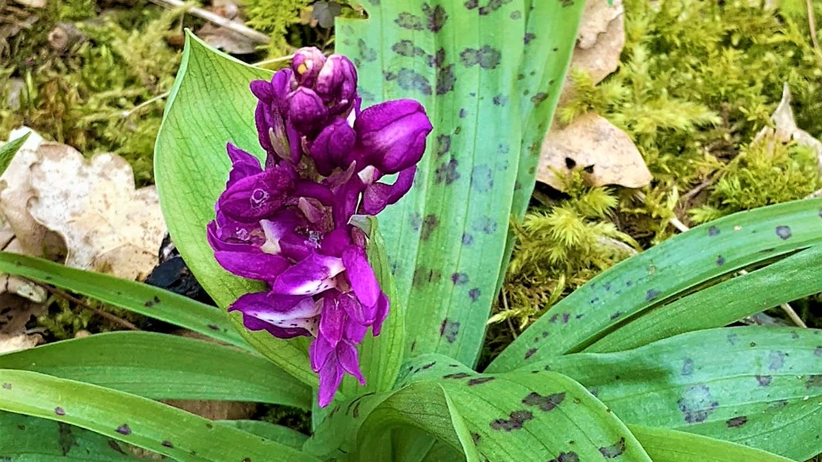 PlantesO's tweet photo. Les orchidées sauvages, des beautés qui vivent 60 à 80 ans !
https://t.co/0lXP2kaEBp https://t.co/jNLDZJm4hf