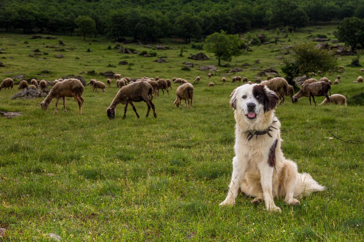 With farmers, wildlife charities and man's best friend all working together, the lives of the sheep are protected from attack, the lives of the predators are spared from persecution and the livelihoods of the shepherds are safeguarded against unnecessary loss. @James__Shooter