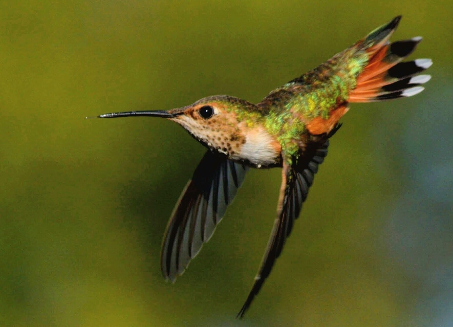 SecularJeffrey's tweet photo. #birdtherapy  #hummingbirdweek @geococcyxcal @janetngbio I got a bit of tongue on this one! https://t.co/jebQlN8oUh