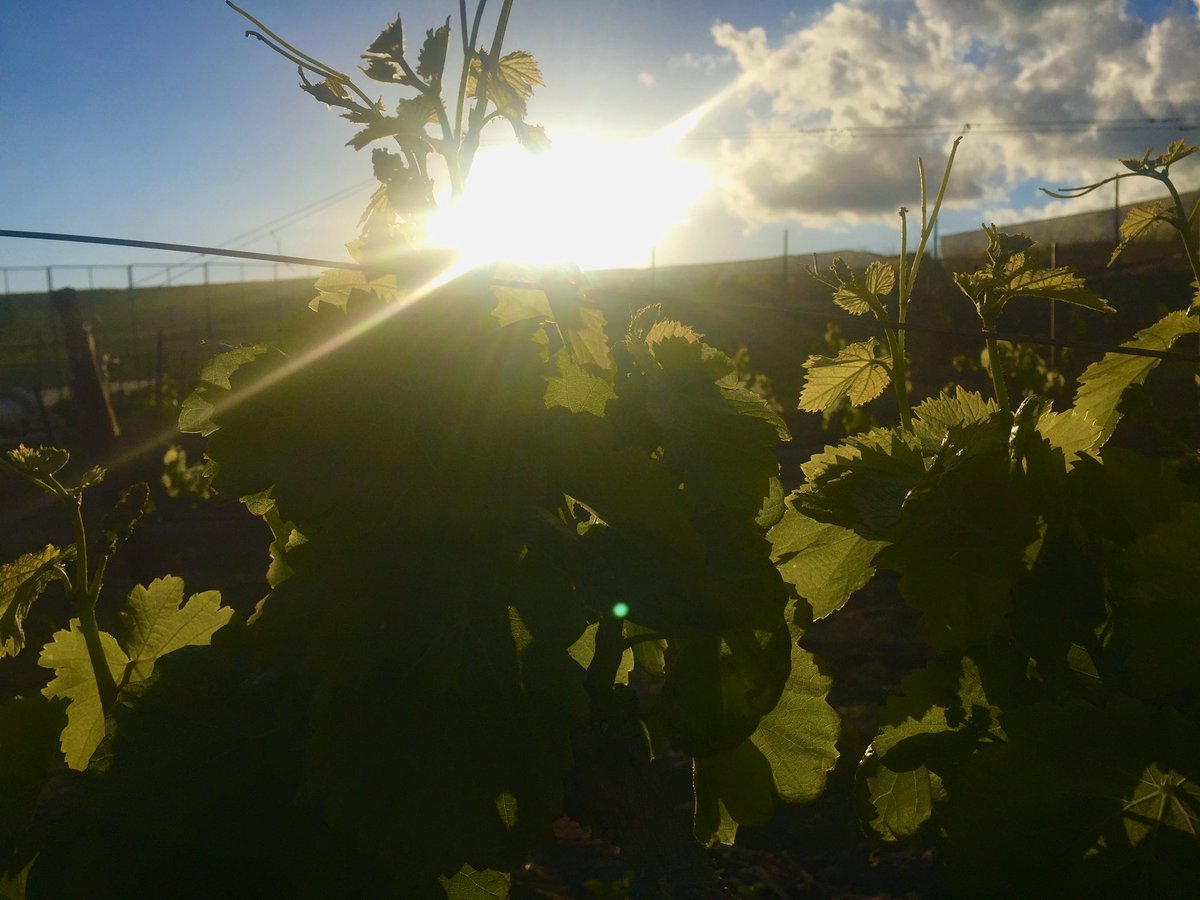 EuropaVillage's tweet photo. Stay positive. Stay strong. Better days will come.#inthistogether #europavillagewinery #inthevineyard #temeculawinecountry #mondaymotivationalquote #mondayinspirational #mondayinspirationalquote https://t.co/ZcExXqFd7y