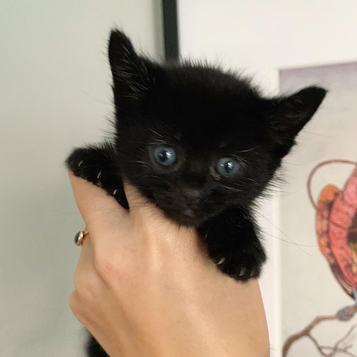 AllieHackett's tweet photo. Meet my new foster kittens Balnor, Erlin, and Gemma! They are four weeks old and are the siblings of @Caitlin_Hackettβs little beans #fosterkittens #CatsOfTwitter #stayhome #cuddlekittens https://t.co/JApkIYnNoQ