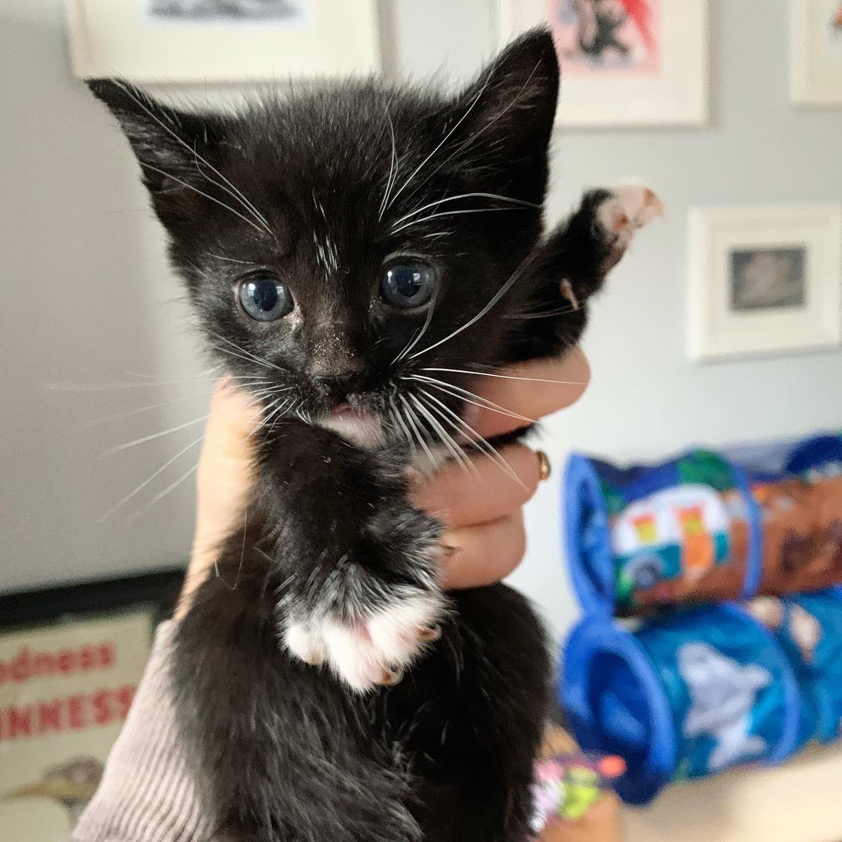 AllieHackett's tweet photo. Meet my new foster kittens Balnor, Erlin, and Gemma! They are four weeks old and are the siblings of @Caitlin_Hackettβs little beans #fosterkittens #CatsOfTwitter #stayhome #cuddlekittens https://t.co/JApkIYnNoQ