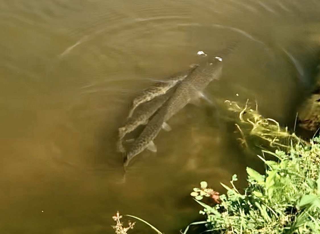 YOU GUYS the GARS are SPAWNING in our neighborhood pond!!!!!!I’ve studied gars for TWENTY years and this is only the THIRD time I’ve seen them spawn in the wild!!! Video soon!  #GarLab [Quarantine Edition]