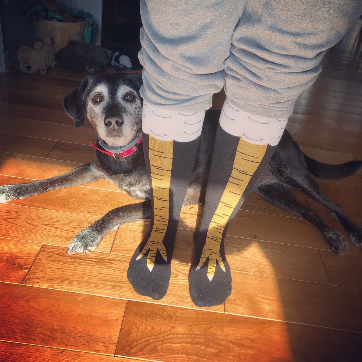Just over here “sockin’ it to coronavirus” with my best pup! #booboodog #crazysockday #iamCuCPS