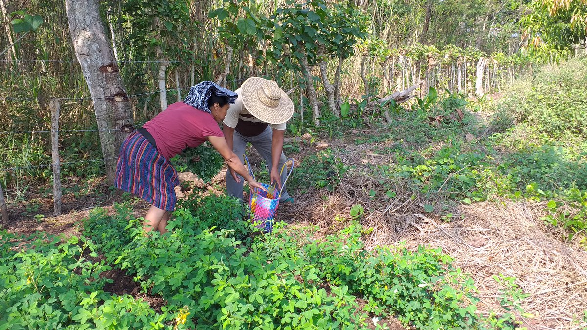 GtCodeca's tweet image. Por más de 500 años nos hemos enfrentado a las grandes pandemias, exclusión, violencia, racismo, pobreza, desnutrición, persecución. A los pueblos y comunidades en resistencia, debemos mantenernos en unidad y solidaridad. Thelma Cabrera, DDHH

#FuerzaPatzún #Chimaltenango