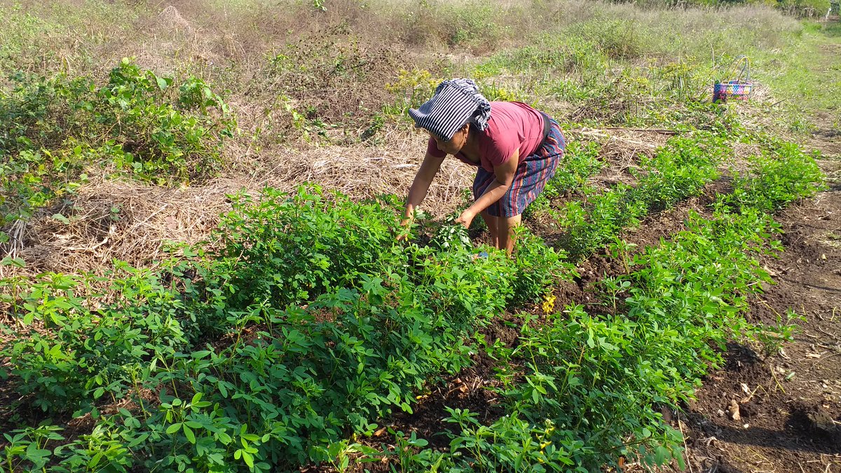 GtCodeca's tweet image. Por más de 500 años nos hemos enfrentado a las grandes pandemias, exclusión, violencia, racismo, pobreza, desnutrición, persecución. A los pueblos y comunidades en resistencia, debemos mantenernos en unidad y solidaridad. Thelma Cabrera, DDHH

#FuerzaPatzún #Chimaltenango