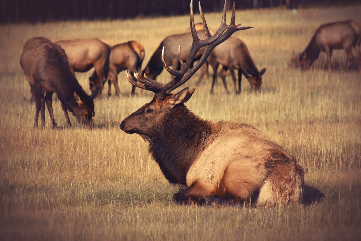 AHEIAofficial's tweet photo. Happy National Wildlife Week!

Alberta is home to some amazing creatures, wouldn’t you agree?!

Let's see some of your best critter photos! Don’t forget to tag us in your photos and use the hashtag #ABWildlifeWeek !

Photo by Brian Holdsworth in Jasper, Alberta. https://t.co/hKpYKJUZ9H