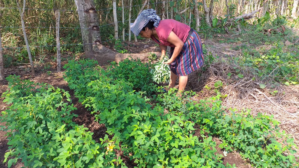 GtCodeca's tweet image. Por más de 500 años nos hemos enfrentado a las grandes pandemias, exclusión, violencia, racismo, pobreza, desnutrición, persecución. A los pueblos y comunidades en resistencia, debemos mantenernos en unidad y solidaridad. Thelma Cabrera, DDHH

#FuerzaPatzún #Chimaltenango