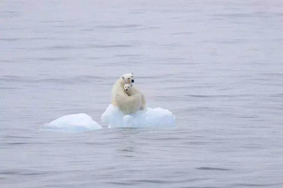 PanYichu's tweet photo. My heart is broken when seeing how bad the climate change impacts the wild animals.😥 The polar bear can barely find a place to rest as the arctic glaciers are melting a lot. 💔💔  #Lesson11  #ClimateChange  #WarmingEarth https://t.co/Jpd3AZI5D2
