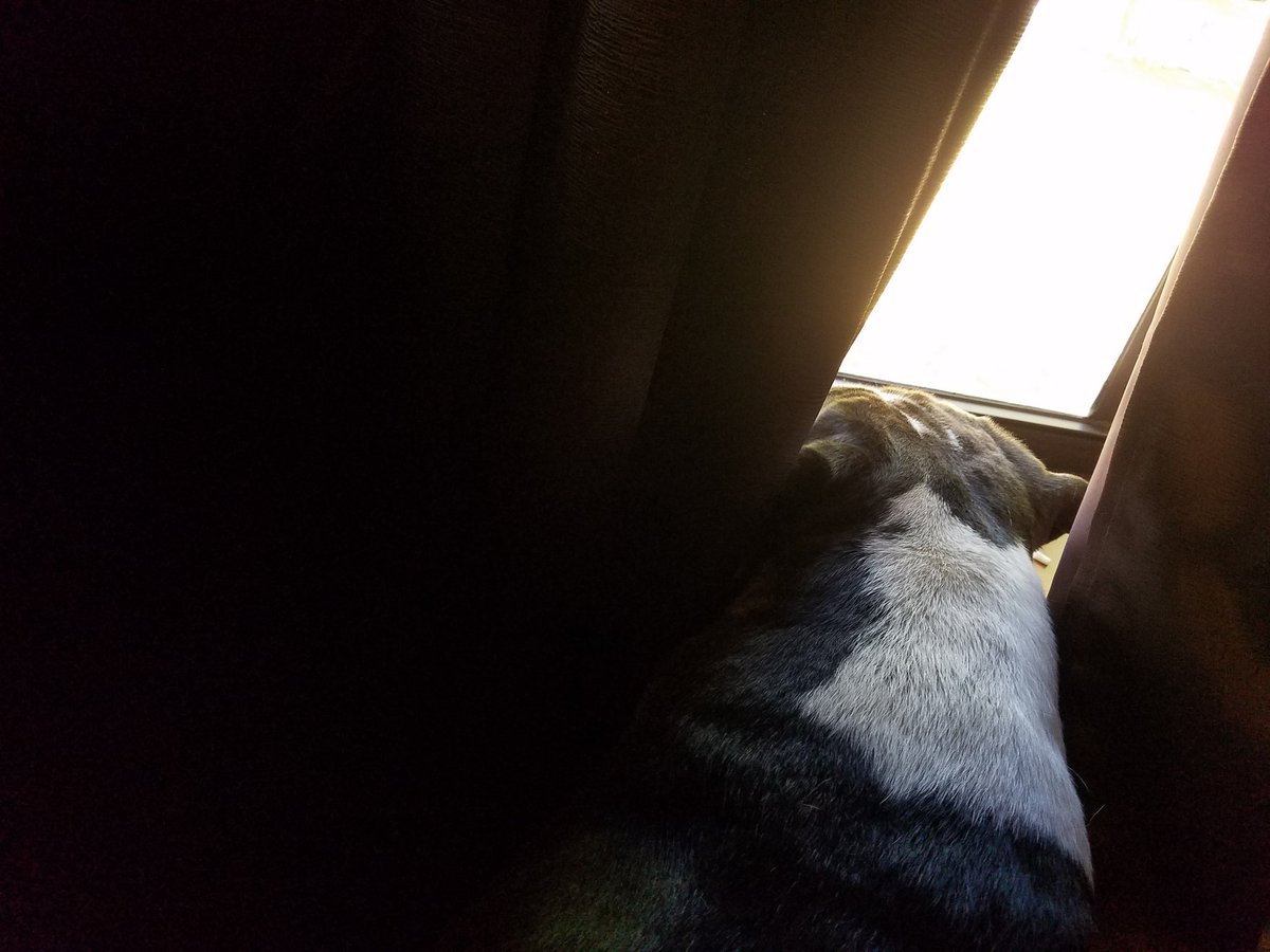 Tale3Pups's tweet photo. I may have just bark/howled at leaves blown by the wind making Mom jump at her #workfromhome desk. ... I'm just being ultra protective, Mom.
❣'s,
Bear
#thetaleofthreepups #dogsoftwitter #rescuedogs #staffymix #lifewithdogs #momshelper #madeyoujump #momsprotector #barkatnothing https://t.co/S3xTdXnjHD