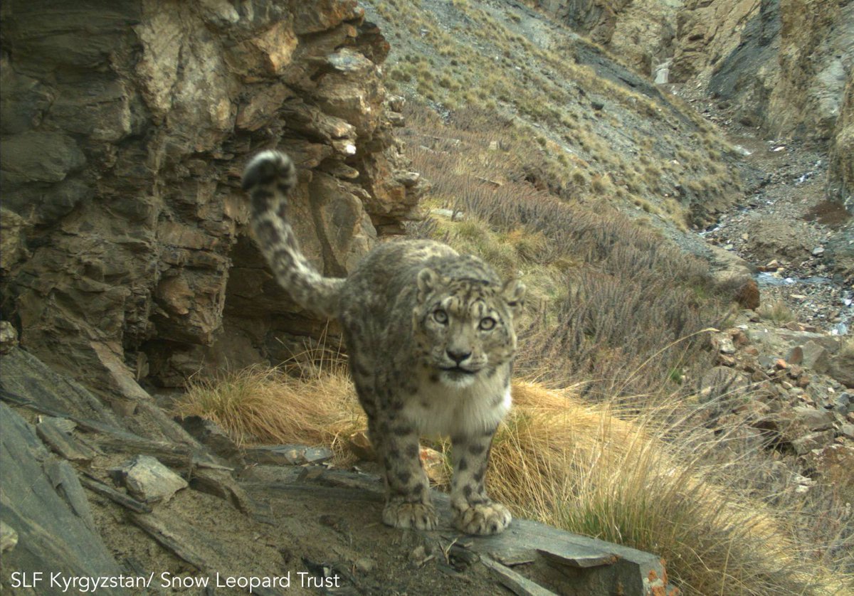 snowleopards's tweet photo. #snowleopards live in different altitudes in different parts of their range. While they can be found at 800m above sea level in parts of Mongolia, they are found above 3500m elevation in most parts of India, Nepal and Bhutan. #snowleopardfacts https://t.co/KXSO1Q0cHI